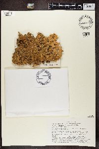 Lobaria pulmonaria image