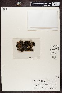 Parmeliella triptophylla image