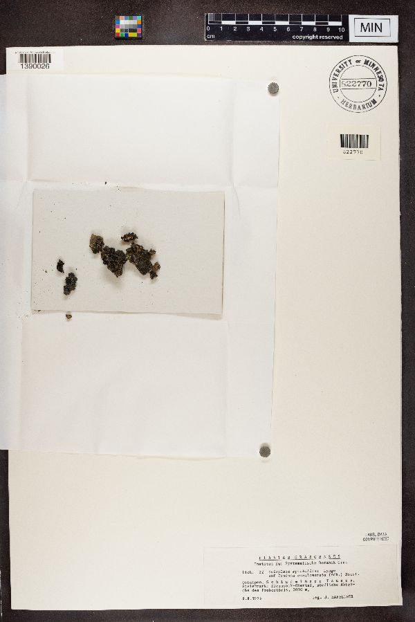 Caloplaca epithallina image