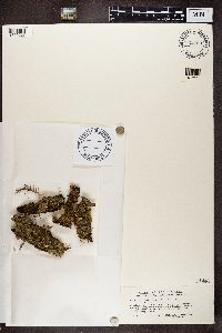 Nephroma parile image