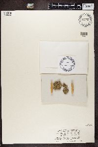 Chaenothecopsis consociata image