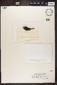 Tuckermanopsis sepincola image