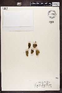 Media resource of Cladonia peziziformis