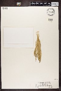 Usnea filipendula image