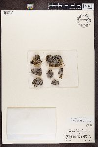 Physconia muscigena image