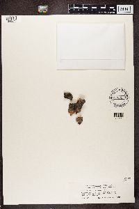 Buellia schaereri image