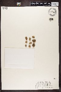 Rhizoplaca chrysoleuca image