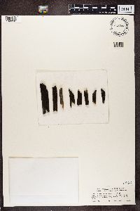 Media resource of Acarospora anomala