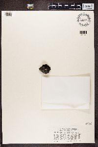 Peltula euploca image