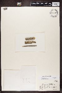 Athallia holocarpa image