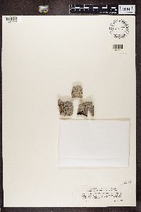 Lecanactis abietina image