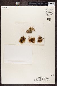 Ramalina fastigiata image