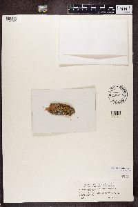 Diplotomma alboatrum image