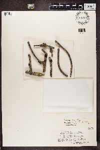 Lecanora symmicta image