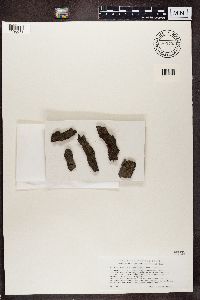 Scoliciosporum chlorococcum image