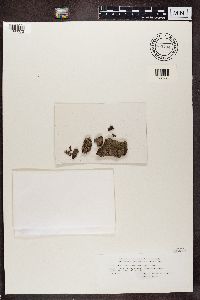 Bacidia subincompta image