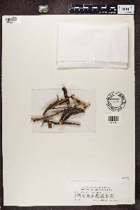 Fellhanera subtilis image