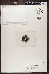 thumbnail image of current specimen