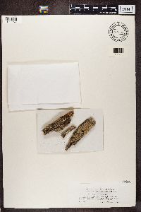 Calicium glaucellum image