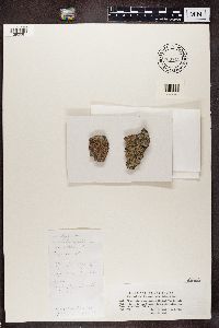 Blastenia ferruginea image