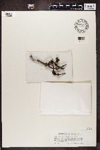 Tuckermanopsis sepincola image