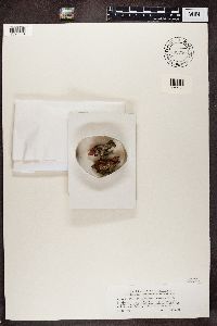 Chaenotheca trichialis image