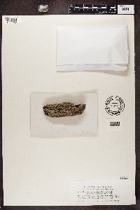 Cladonia parasitica image