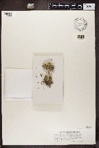 Cladonia stellaris image