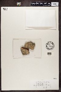 Lecanora chlarotera image