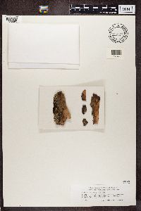 Media resource of Hypocenomyce friesii