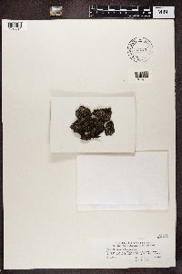 Thumbnail image of current specimen