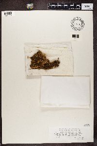 Lichenomphalia umbellifera image