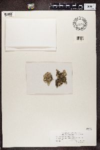 Parmelia fraudans image