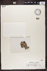 Parmelia sulcata image