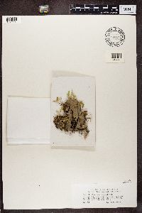 Peltigera canina image