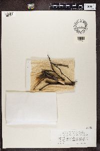 Phaeocalicium compressulum image