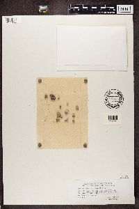 Ramalina intermedia image