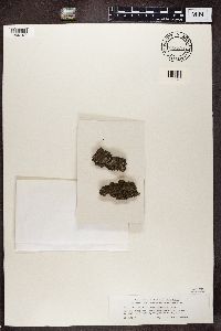 Rinodina exigua image