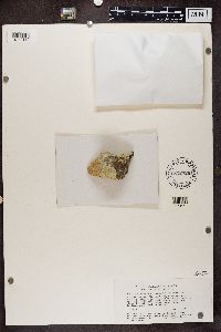 Acarospora smaragdula image