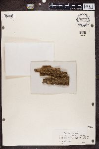 Piccolia ochrophora image
