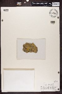 Buellia ocellata image