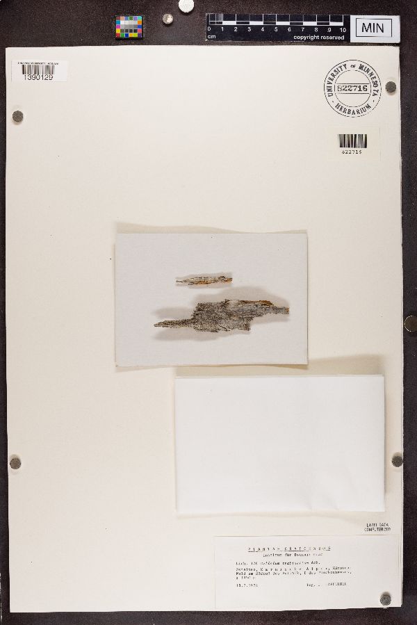 Calicium trabinellum image