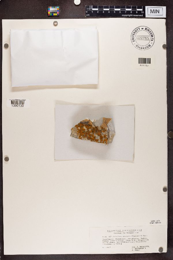 Caloplaca anularis image