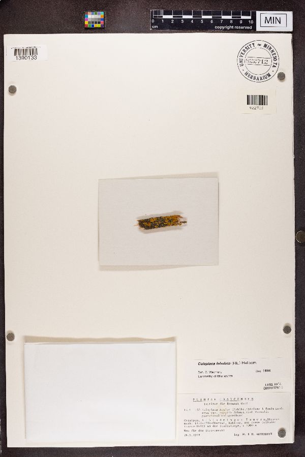 Caloplaca boulyi var. turgida image