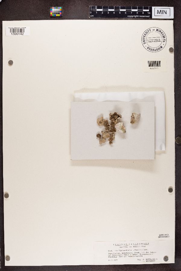 Diploschistes albescens image