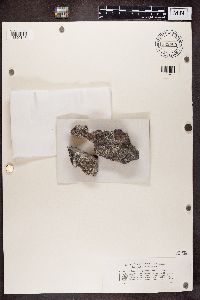 Media resource of Lecania baeomma