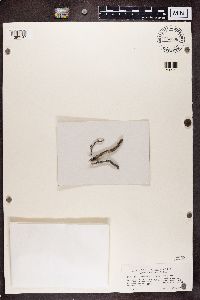 Lecanora coilocarpa image