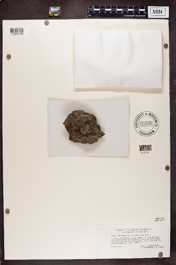 Lecanora dvorakii image