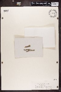 Myriolecis hagenii image