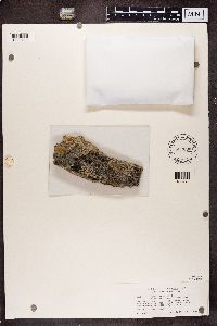 Cecidonia umbonella image